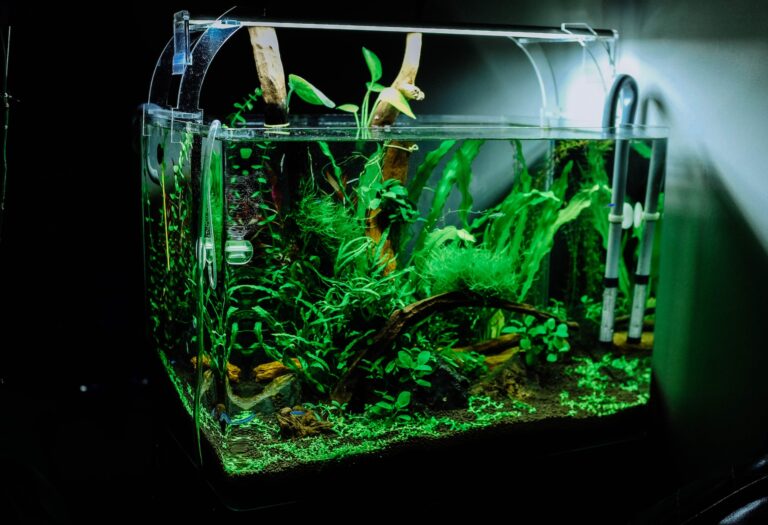 Die Bedeutung einer Pumpe für dein Aquarium: Deshalb ist sie unverzichtbar
